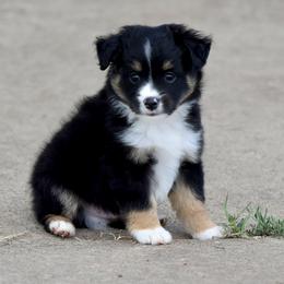 Boy 6 - male Toy Australian Shepherd puppy in Wichita Falls, Texas from Shooting Stars Ranch Toy and Mini Aussies