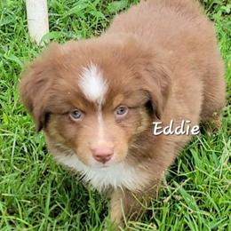 Eddie - Red tri male Miniature Australian Shepherd puppy in Waxhaw, North Carolina from Cane Creek Aussies