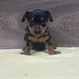 Boy 4 - Black and rust male Miniature Pinscher puppy in Lancaster, Missouri from White Stone Ranch