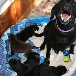Labrador Retriever Puppies from Milliken Creek Labs