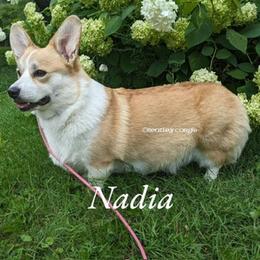 Nadia - Pembroke Welsh Corgi