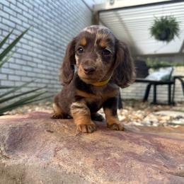 Milo - Dapple male Dachshund puppy in Hope, Arkansas from Duckett Lane Dachshunds