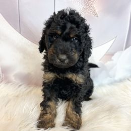 Snorkel - Phantom male Goldendoodle puppy in Grove, Oklahoma from Guinn Family Farms