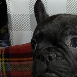 French Bulldogs from Farm Fresh Frenchies