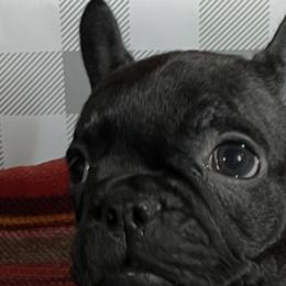French Bulldogs from Farm Fresh Frenchies