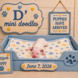 Boy 1 - White male Poodle puppy in Pawtucket, Rhode Island from Ds_minidoodles