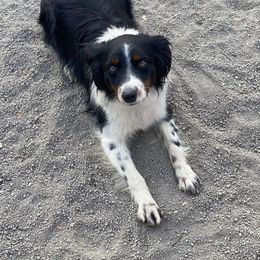 Snoop - Miniature Australian Shepherd