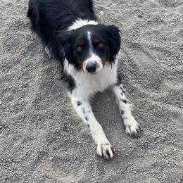 Snoop - Miniature Australian Shepherd