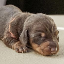 Dachshunds from Texas Dachshunds