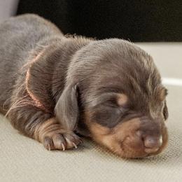 Dachshunds from Texas Dachshunds