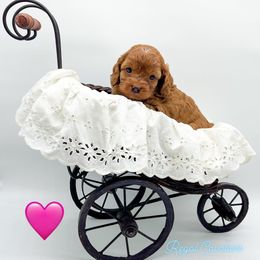 Kate - Red female Cavapoo puppy in Eau Claire, Wisconsin from Regal Cavaliers