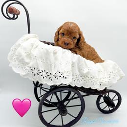 Kate - Red female Cavapoo puppy in Eau Claire, Wisconsin from Regal Cavaliers