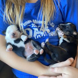 Miniature Australian Shepherd Puppies from shaylea McMillan