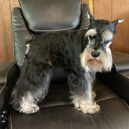 Adam - Miniature Schnauzer