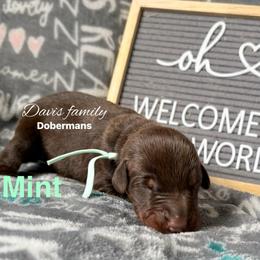 Mint - Red and rust male Doberman Pinscher puppy in Xenia, Ohio from Davis Family Dobermans