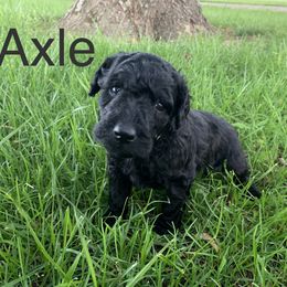 Double Doodle Puppies from Little Muddy Doodles