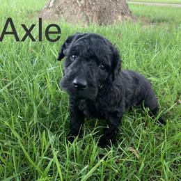Double Doodle Puppies from Little Muddy Doodles