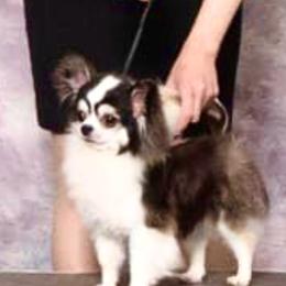 Gerard - Chihuahua