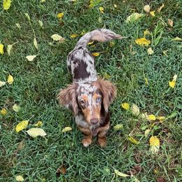 Boomer - Dachshund