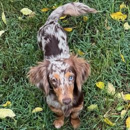 Boomer - Dachshund
