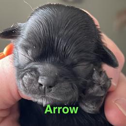 Arrow - Black male Shih Tzu puppy in Bloomfield, Indiana from Meihem Pups