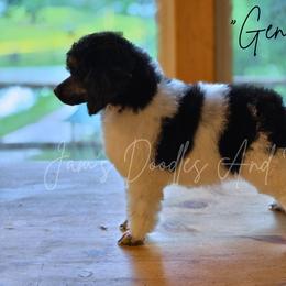 Aussiedoodle, Bernedoodle, Cockapoo, Miniature Australian Shepherd, Poodle, and Sheepadoodle Puppies from Jam's Doodles And Poodles