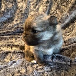 Burlap - Cream sable male Pomeranian puppy in Scio, Oregon from Mac Daddy Poms