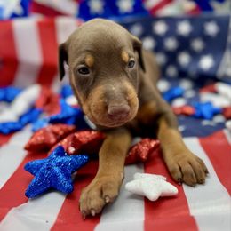 Grey Collar Female - Red and rust female Doberman Pinscher puppy in Medina, Tennessee from Valorosa Doberman Kennel