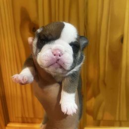 Griddle cakes - Red and white female Bulldog puppy in Wolf Creek, Oregon from Dejah Bleu Bulldogs