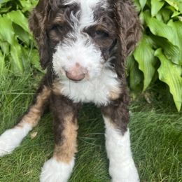 Bernedoodle Puppies from Lovey Dovey Bernedoodles