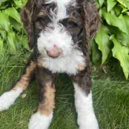 Bernedoodle Puppies from Lovey Dovey Bernedoodles