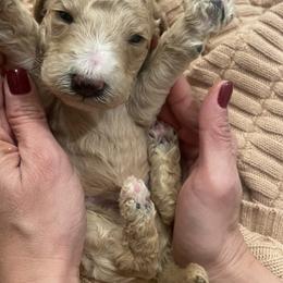 Milo - Apricot male Poodle puppy in Calimesa, California from Coriander Pups