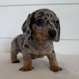 Stetson - Dapple male Dachshund puppy in Callahan, Florida from Little Foot Kennels