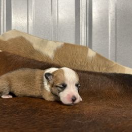 G-3 - Red female Pembroke Welsh Corgi puppy in Linden, Texas from W&W “lil” Wrangler Corgis