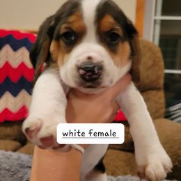Beagle Puppies from I Wanna Hunt Too