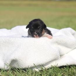 Girl 1 Purple - Black and tan female Pembroke Welsh Corgi puppy in Ville Platte, Louisiana from Flat town corgis