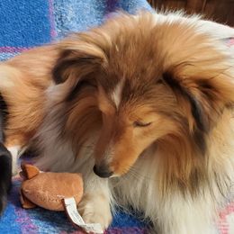 Shetland Sheepdogs and Toy Shetland Sheepdogs from LaLa's Lilliputian Lassies