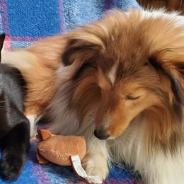 Shetland Sheepdogs and Toy Shetland Sheepdogs from LaLa's Lilliputian Lassies