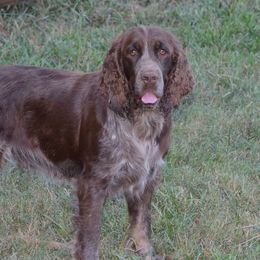 Dovey - English Springer Spaniel