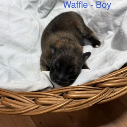 Waffle - Wolf sable male Pomsky puppy in Avoca, Michigan from Repurposed Paradise Farm