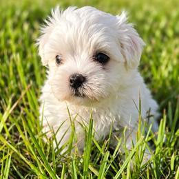 Girl 1 - White female Maltese puppy in New Port Richey, Florida from Purebred Maltese puppies Florida