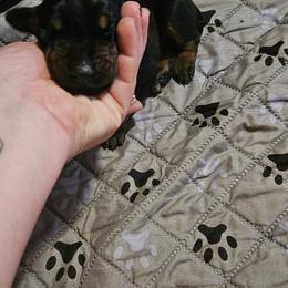 Freya - Black and rust female Doberman Pinscher puppy in Mount Orab, Ohio from Heyne Kennels