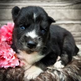 Mia - Black and white female Siberian Husky puppy in Union Grove, Alabama from Southern Siberian Life