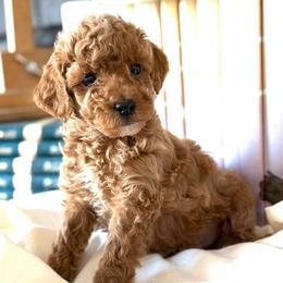 Rio - Apricot male Poodle puppy in Milton Freewater, Oregon from Blue Mountain Poodles