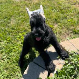 Yeager (Boy 1) - Black male Giant Schnauzer puppy in Bois D’arc, Missouri from Down Low Kennels