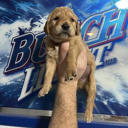 Bombay (blue) - Dark golden male Golden Retriever puppy in Bynum, Montana from Summit Canine Breeding