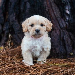 Assorted Doodle Crosses, Bichon Frise, Cavapoo, Goldendoodle, Labradoodle, and Schnoodle Puppies from Kingdom Bound By Design
