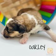 Aussiedoodle and Bordoodle Puppies from Dood B Ranch Doodles