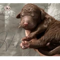 Double Doodle Puppies from Magnolia & Finn Doodles