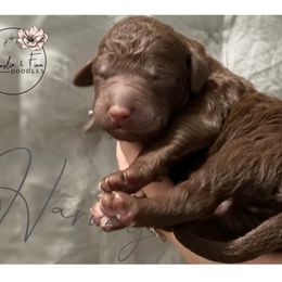 Double Doodle Puppies from Magnolia & Finn Doodles